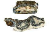 Mammoth Molar Slices with Case - South Carolina #238441-1